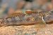Two new species of Freshwater Fish found