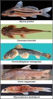 Which five new Fish species discovered are in Arunachal Pradesh?