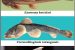 Which five new Fish species discovered are in Arunachal Pradesh?