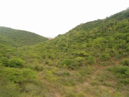 ईस्ट डेक्कन ड्राई एवरग्रीन वन