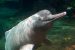Amazon River Dolphin