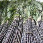 CCEA approves increase in FRP of Sugarcane by Rs 10 for 2020-21