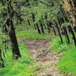 Rising Temperatures Linked to Extensive Leaf Mortality in Tropical Forests