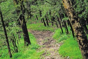 Rising Temperatures Linked to Extensive Leaf Mortality in Tropical Forests