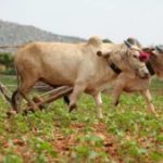 UN: Agriculture’s 40% Impact on Global Climate