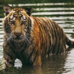 Southeast Asia’s Declining Tigers Darken Global Recovery Efforts
