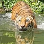 Project Tiger