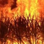 Demand for Baler Machines