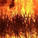Demand for Baler Machines