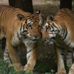 India’s Tiger Census sets World Record: Largest Ever Camera Trap Survey in the world