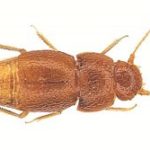 Nelloptodes gretae: Tiny beetle named after climate activist Greta Thunberg