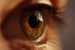 AIIMS’ report on blindness