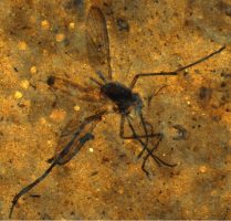 Culiseta kishenehn and Culiseta lemniscata