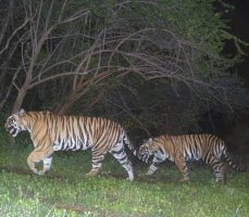 अनामलाई टाइगर रिजर्व, तमिलनाडु