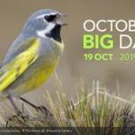 October Big Day: International Bird Survey