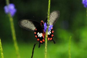 Western Ghats home to a rich stock of butterflies