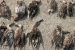 Avian Botulism-Reason behind birds’ death in Sambhar Lake