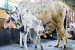 China warns cattle imports as India notifies OIE about cattle disease in Odisha