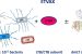 ETVAX: Potential Diarrhea vaccine developed in Sweden
