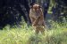 Guru Ghasidas National Park to become Chhattisgarh’s 4th tiger reserve 
