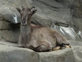 हिमालयी तहर
