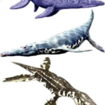 Discovery of Bones of Pliosaur reptiles