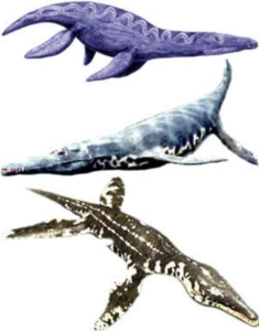 Discovery of Bones of Pliosaur reptiles