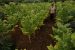 GST and Tobacco Taxation Challenges in India