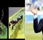 Marengo Sachintendulkar: Newly discovered spider species named after cricketer