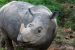 Sumatran Rhinos go extinct in Malaysia