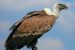 Uttar Pradesh’s 1st Vulture Conservation to be set up at Maharajganj District