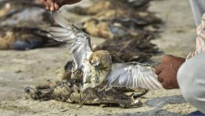 What is the reason behind birds’ death in Sambhar lake?