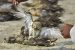 What is the reason behind birds’ death in Sambhar lake?