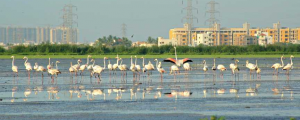 Pallikaranai Marshlands to be opened to the public
