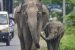 Assam govt. sets up Anti Depredation Squads to avoid human-wildlife conflicts