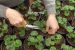 CSIR develop new technology of Geranium Production
