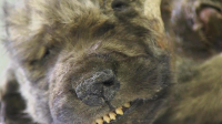 Dogor- the 18,000 year old pup