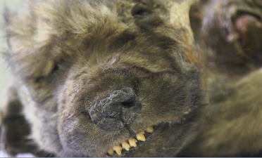 Dogor- the 18,000 year old pup