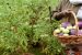 Facts Box: Illegal farming of Bt Brinjal