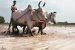 Kalia Scheme to merge with PM-KISAN