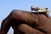Massive Locust Invasion in Gujarat