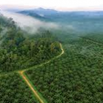 Council of Palm Oil Producing Countries
