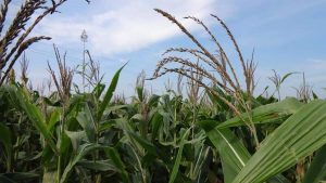 Report: Kharif crop production to dip by 12%