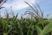 Report: Kharif crop production to dip by 12%
