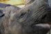World’s oldest rhino’ dies in Tanzania