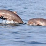 Project Dolphin