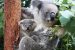 Australian Koalas become endangered in bush fires
