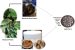 Cure for Corona Virus: AYUSH recommends Unani Medicines