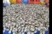 Indian Pompano fish cultivation-First Scientific Experiment