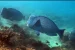 MECOS-3, 2020: Global Marine Ecosystem Meet in Kochi